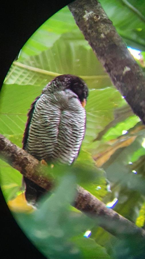 Green Macaw Hostel Tortuguero Exterior photo