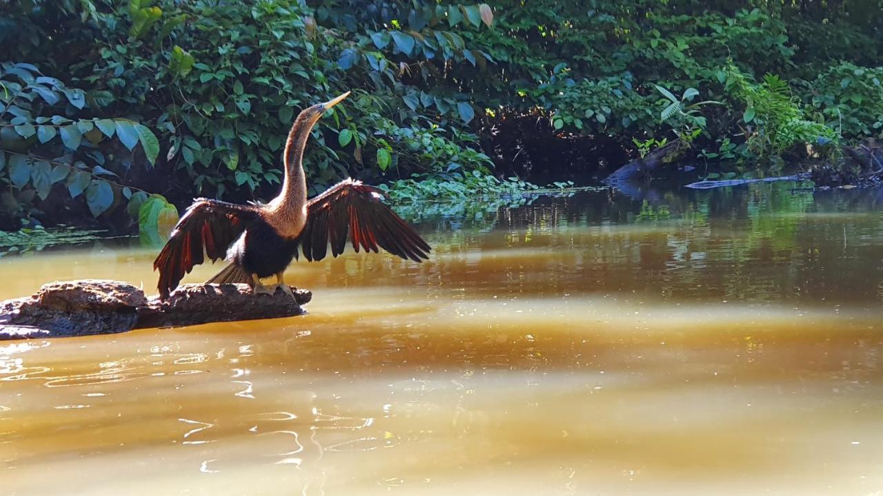 Green Macaw Hostel Tortuguero Exterior photo