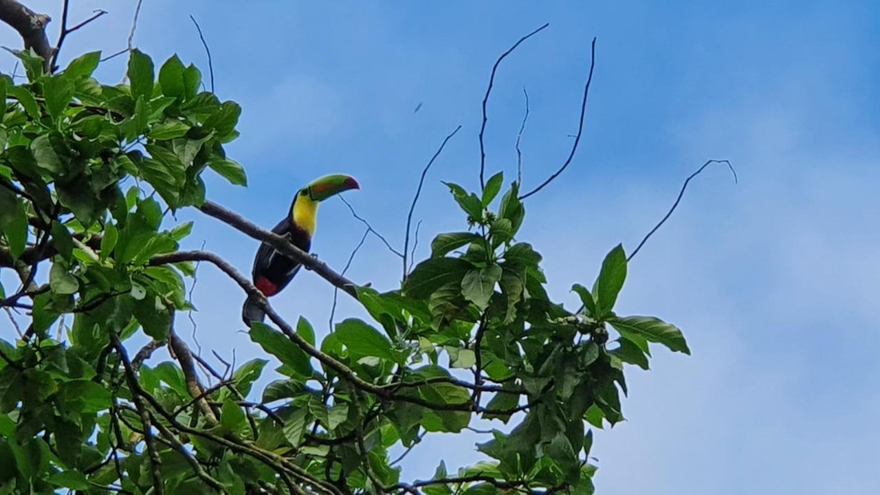 Green Macaw Hostel Tortuguero Exterior photo