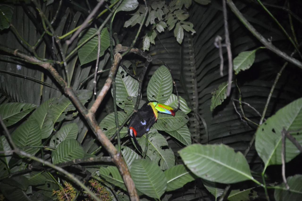 Green Macaw Hostel Tortuguero Exterior photo