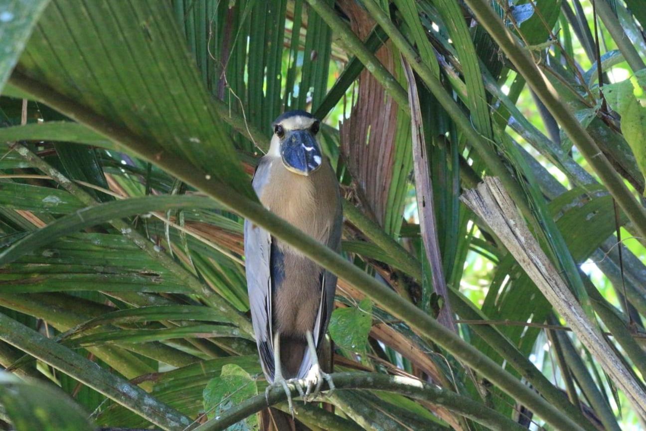 Green Macaw Hostel Tortuguero Exterior photo