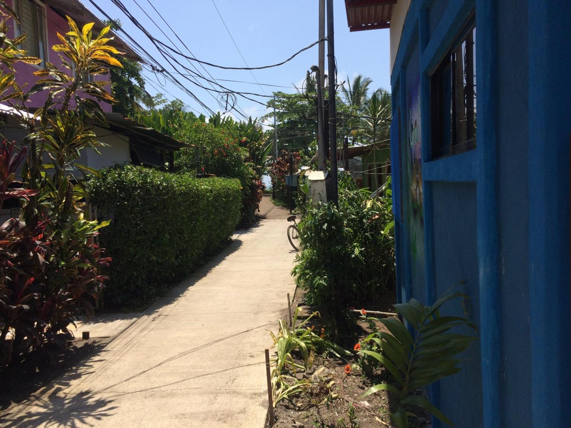 Green Macaw Hostel Tortuguero Exterior photo