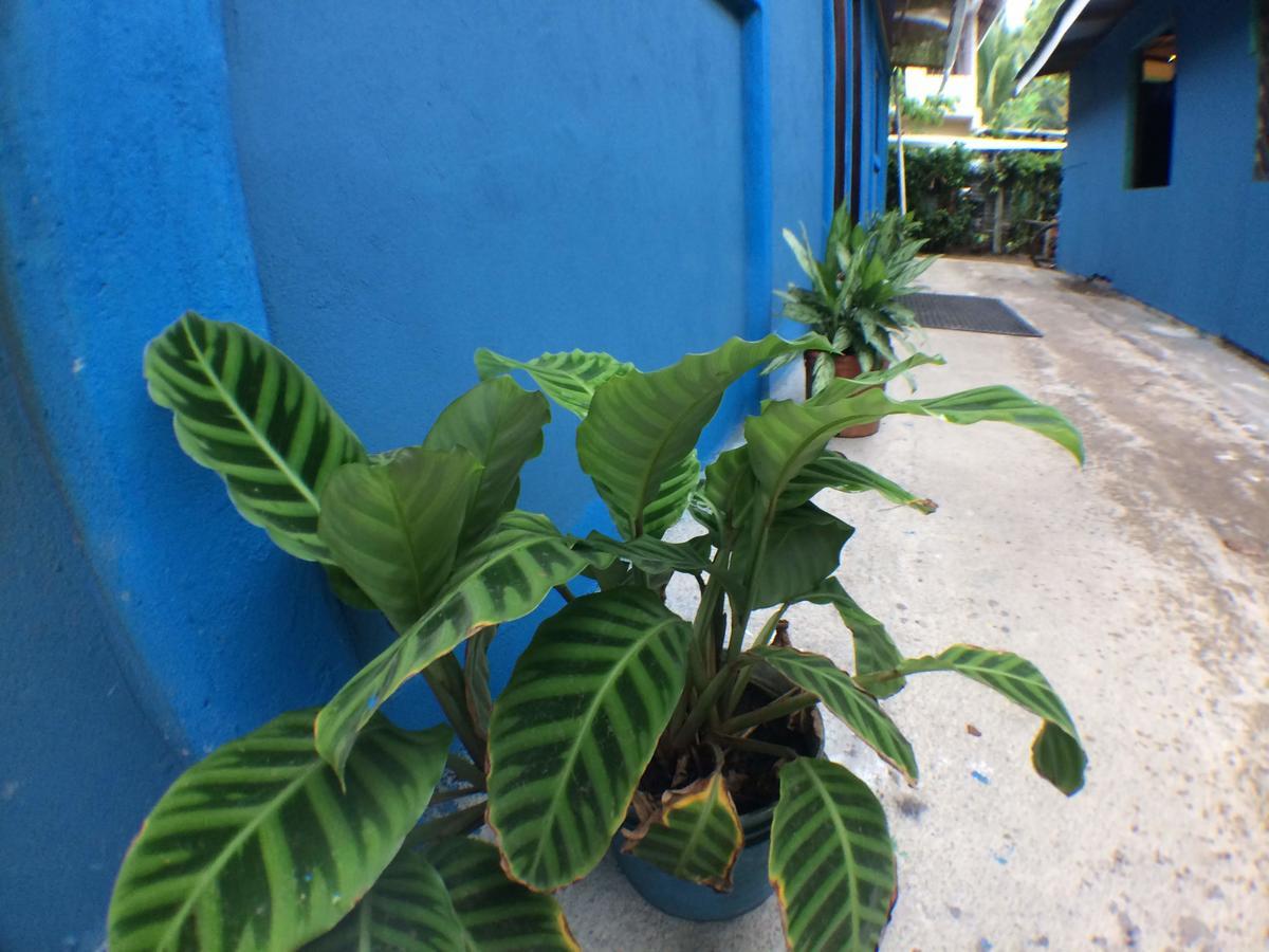 Green Macaw Hostel Tortuguero Exterior photo